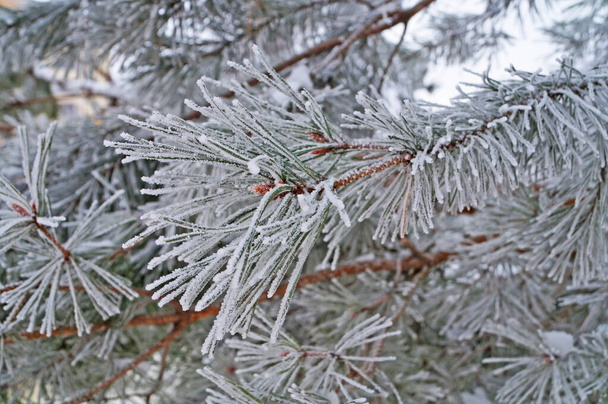Mänty haara pitkät vihreät neulat peitetty valkoinen lumi pakkasena talvipäivänä
 - Valokuva, kuva