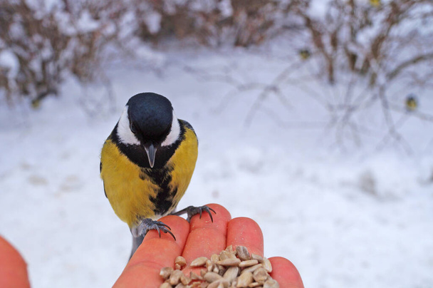 Une mésange aux plumes jaunes, noires et blanches est assise dans la paume de la main et mange des graines de tournesol sur fond de neige blanche
 - Photo, image
