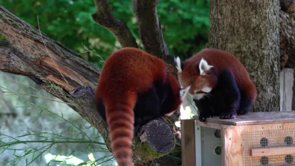 Der Rote Panda, Ailurus fulgens, auch der Kleine Panda und der Rote Katzenbär genannt. - Filmmaterial, Video