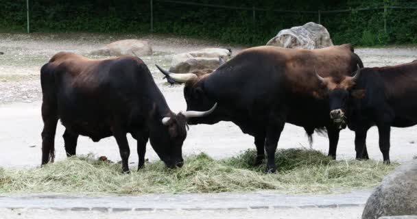 Aurochs, Bos primigenius taurus en el zoológico - Ganado doméstico de las tierras altas
 - Metraje, vídeo