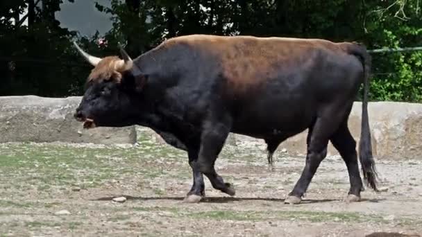 Aurochs, Bos primigenius taurus en el zoológico - Ganado doméstico de las tierras altas
 - Metraje, vídeo