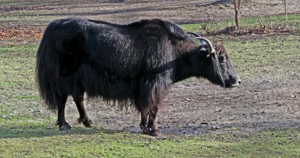 Το εγχώριο γιακ, Bos grunniens είναι ένα μακρυμάλλικο εξημερωμένο bovid που βρίσκεται σε όλη την περιοχή των Ιμαλαΐων της ινδικής υποηπείρου, το θιβετιανό οροπέδιο και τόσο βόρεια όσο η Μογγολία και η Ρωσία.. - Πλάνα, βίντεο