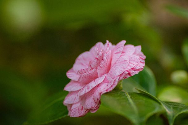 Flores de camelia rosa, Camellia japonica en el jardín
. - Foto, Imagen