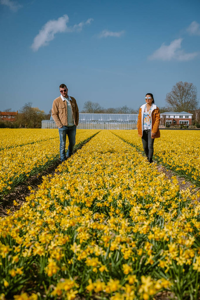 coppia che cammina in aiuola gialla fiori gialli narcisi durante la primavera in Olanda Lisse
 - Foto, immagini