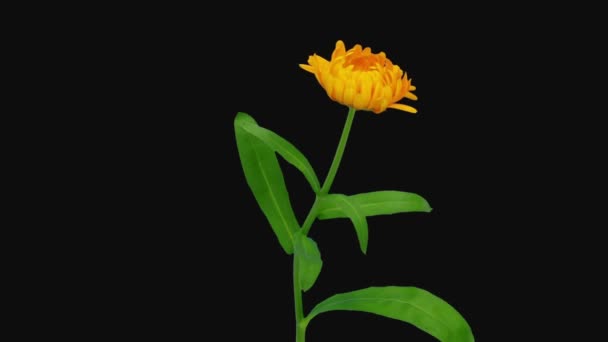 Lasso di tempo di apertura fiore di calendula arancione 1b3 in formato RGB + ALPHA opaco isolato su sfondo nero
 - Filmati, video