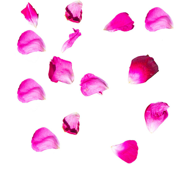 money rose petals ( flower petals) on white isolated background - Photo, Image