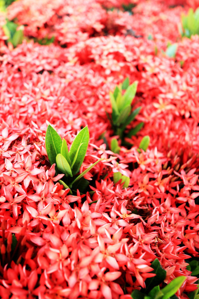 Ixora flor vermelha
 - Foto, Imagem