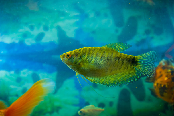 colored tropical fish in an aquarium - Photo, Image