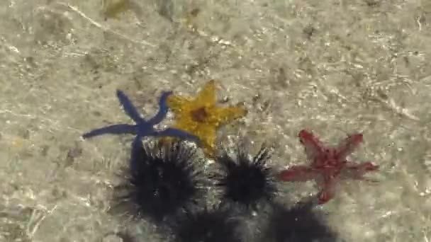 Κόκκινο κίτρινο μπλε αστερίες υποβρύχια στην άμμο - Πλάνα, βίντεο