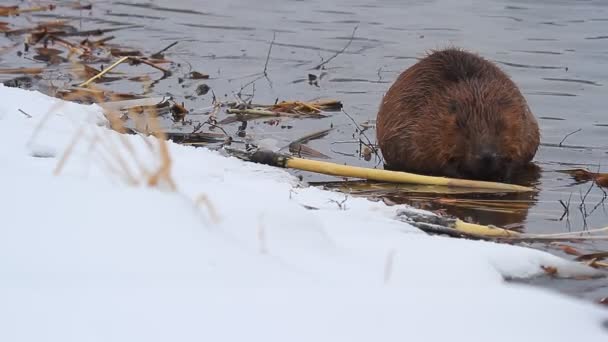 Beavers Working - Footage, Video
