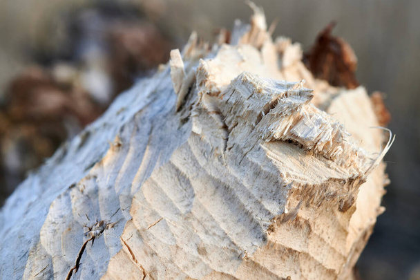 Árboles cortados por castor.Fondo de un árbol talado por castor
 - Foto, Imagen