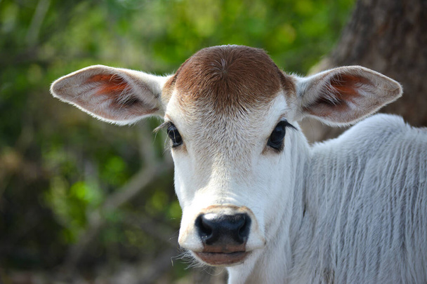 Прекрасный теленок на молочной ферме. Новорожденная корова
 - Фото, изображение
