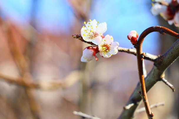 trees bloom in spring. white apricot flowers - 写真・画像