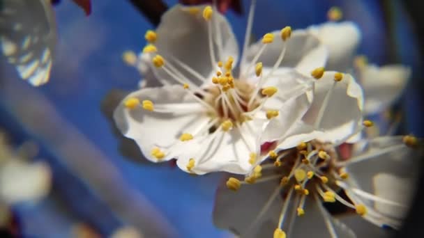 drzewa kwitną wiosną. kwiaty moreli białej - Materiał filmowy, wideo