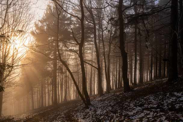 schön strahlende Sonne mit Baumhintergrund im Wald, tschechisch beskydy - Foto, Bild