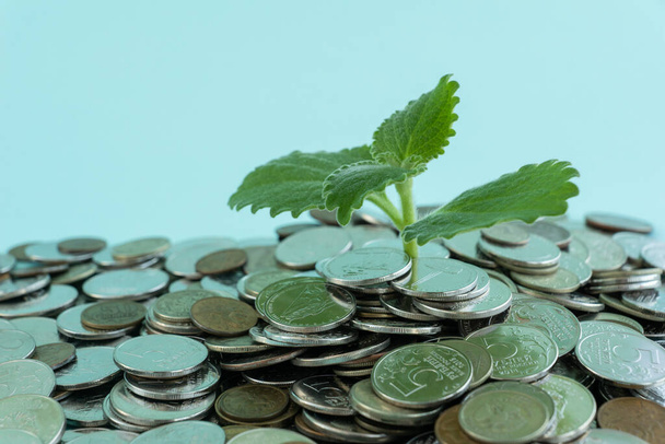 コインから成長する小さな緑の植物のクローズアップ写真です。ライトブルーの背景、テキストのためのスペース、お金のスキル、金融と金利の成長の概念を得る - 写真・画像