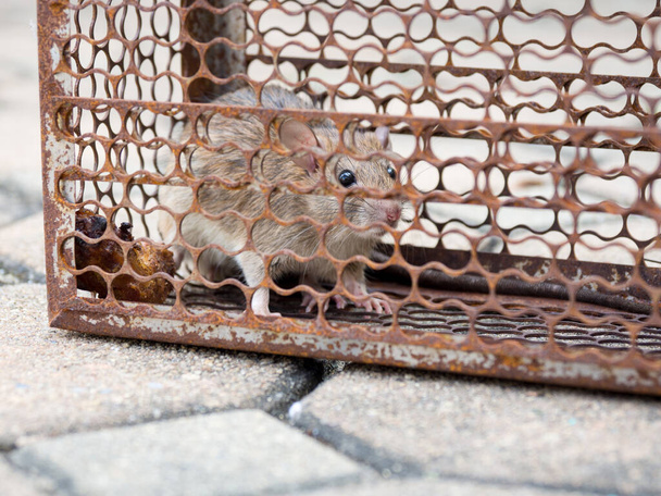 Крыса попадает в ловушку или ловушку. Грязная крыса заражает людей, таких как Лептоспироз, Чума. В домах и домах не должно быть мышей. Клетка ловит крысу - Фото, изображение