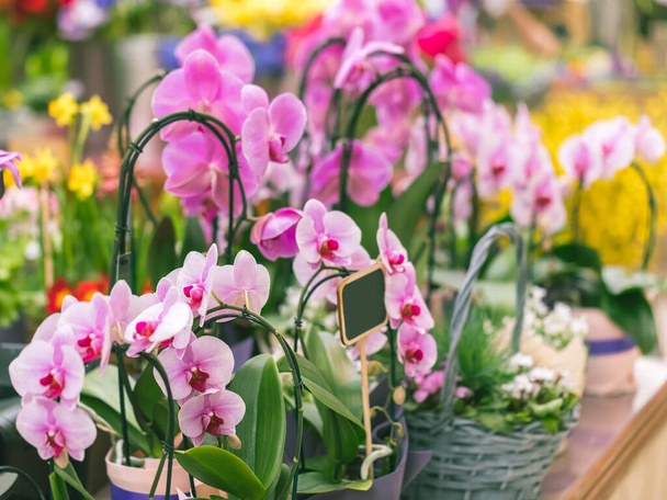 Colorful showcase in a florist store. Flowering orchids falenopsis in braided baskets. Flower business - 写真・画像