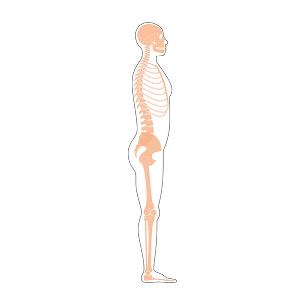 Anatomia szkieletu człowieka - Wektor, obraz
