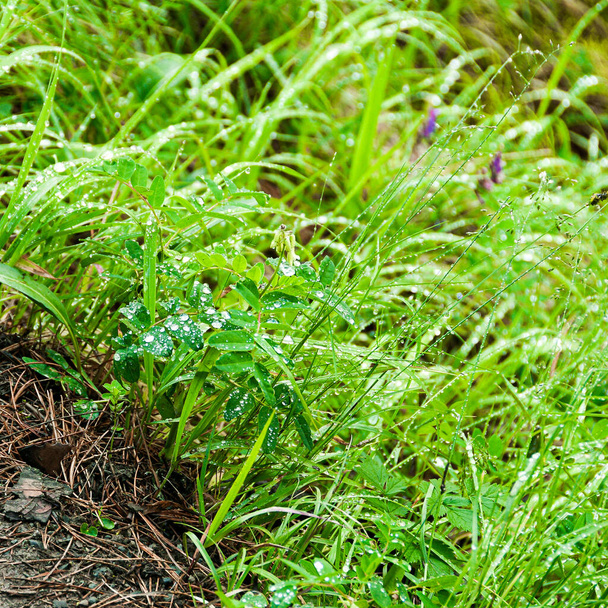 plantas da floresta, folhas verdes e crescimento jovem como tapete de grama
 - Foto, Imagem