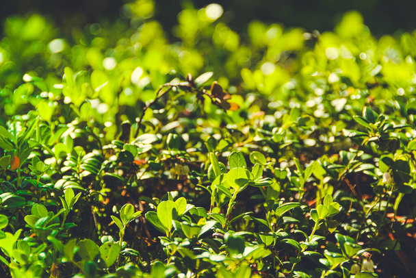 πυκνά φυτίλια θάμνων, πράσινα φύλλα φυτών και γρασίδι ως φόντο - Φωτογραφία, εικόνα
