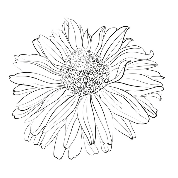 flor de crisantemo sobre fondo blanco
. - Vector, Imagen