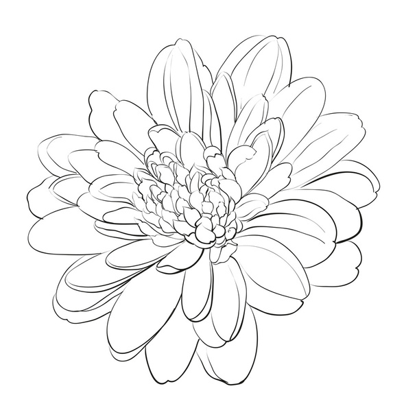 Chrysanthemenblüte auf weißem Hintergrund. - Vektor, Bild