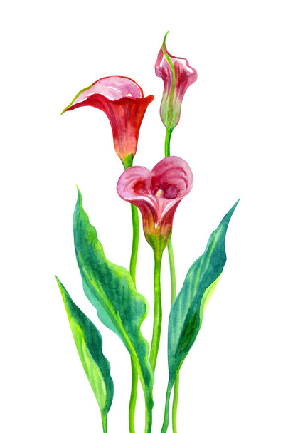 Red Calla (Zantedeschia) with flowers and leaves, watercolor drawing on a white background, isolated, botanical illustration. - Foto, Imagen