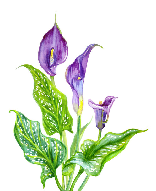 Purple Calla (Zantedeschia) with flowers and variegated leaves, watercolor drawing on a white background, isolated, botanical illustration. - Foto, imagen