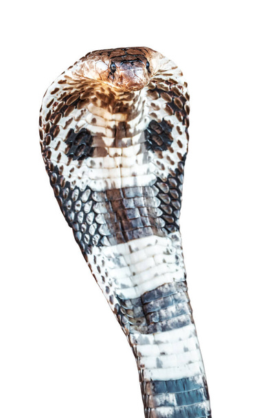 élő király kobra elszigetelt fehér - Fotó, kép