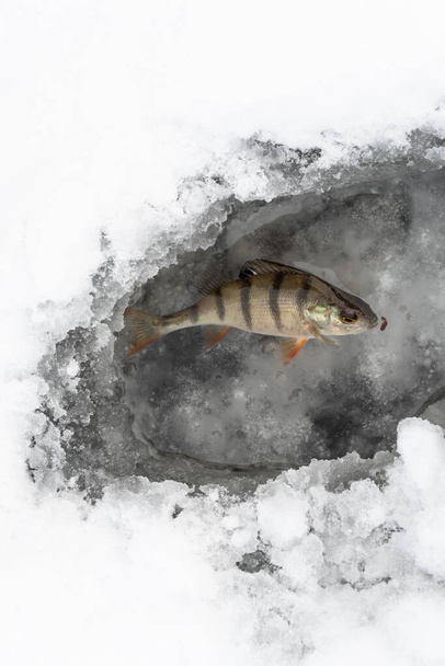 basse dans la neige dans le froid, pêche d'hiver sur la glace
 - Photo, image
