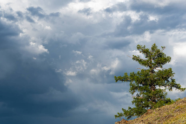 uma árvore conífera no fundo de nuvens, símbolo de solidão e fortaleza
 - Foto, Imagem