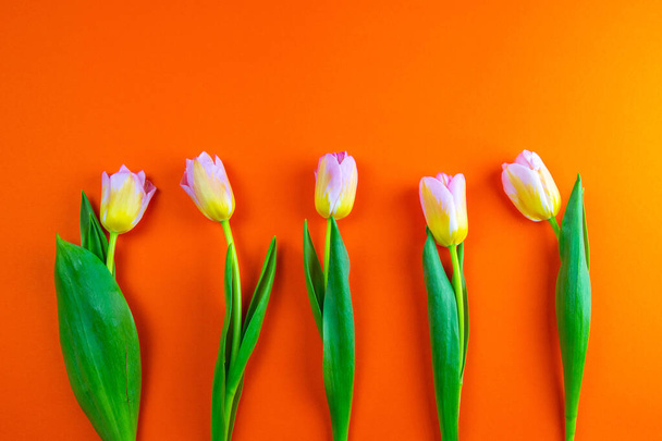 Bunch of orange tulips on background in the same color with clearspace. - Фото, зображення
