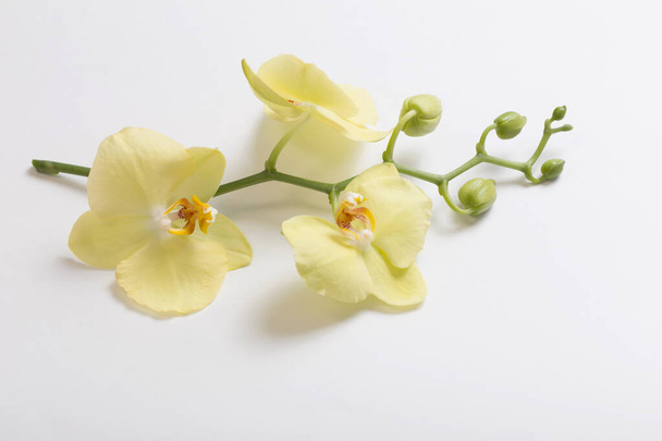 yellow orchids flowers on white background - Photo, image