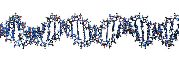 Imagem 3D da fórmula esquelética da macromolécula do ADN - estrutura química molecular da dupla hélice do ácido desoxirribonucleico isolada sobre fundo branco
, - Foto, Imagem