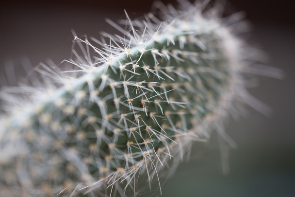 Close up of a cactus - Foto, Bild