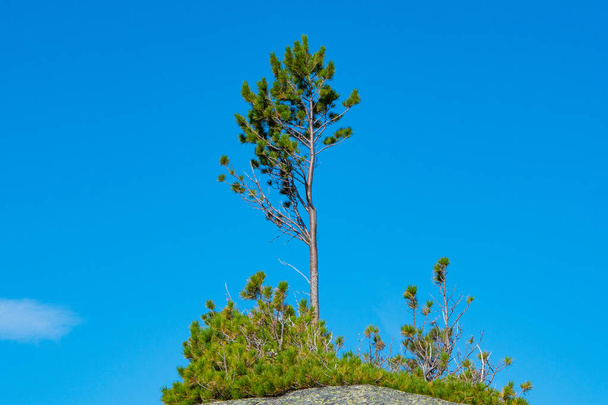 egy tűlevelű fa a felhők hátterében, a magány és a kitartás szimbóluma - Fotó, kép