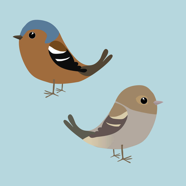 A couple of cute common chaffinches illustration. It is a male and a female bird - Vector, Image
