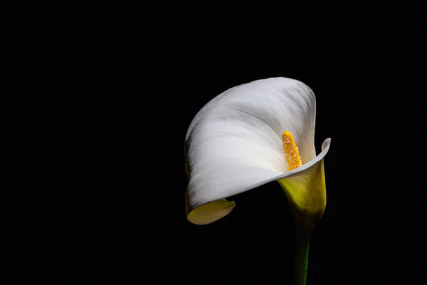 Calla lily on black background - Valokuva, kuva
