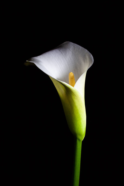 Calla lily isolated on black - Zdjęcie, obraz