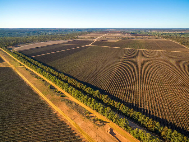 Large vineyard in Kingston on Murray, Riverland, South Australia - aerial view - Valokuva, kuva