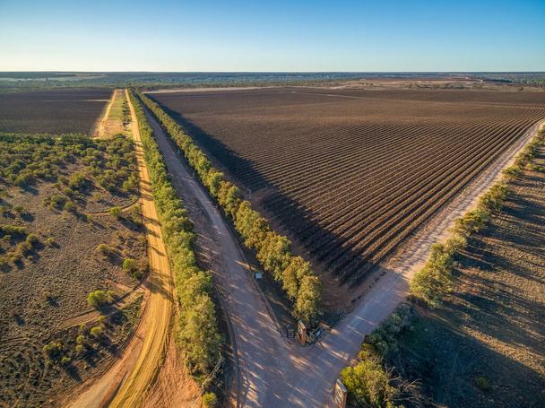 Aerial view of vineyard in winter in South Australia - Фото, зображення