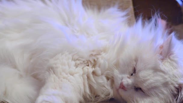 Video eines schwarz-grauen Kätzchens mit weißer Nase, das sich auf einem weichen Schaffell-Bett zusammengerollt hat und ruhig schläft. Zoomen auf Kätzchen Gesicht, wie es schläft. - Filmmaterial, Video