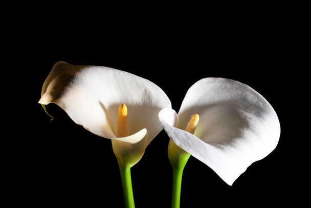 Two white Calla lilies on black background - top view - Foto, Imagen