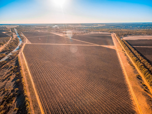 Sun flare over vineyard in Riverland, South Australia - Valokuva, kuva