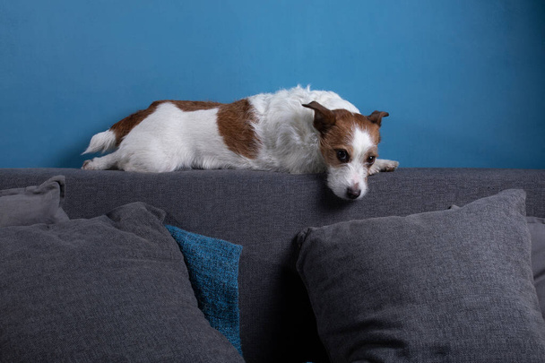 poddany kwarantannie. Jack Russell Terrier leży na kanapie. Odpoczywa. śmieszne zwierzę - Zdjęcie, obraz