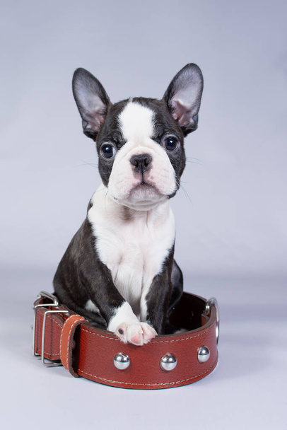 Boston Terrier a small puppy sits in a large collar and looks at the camera on a gray background - Foto, Imagem