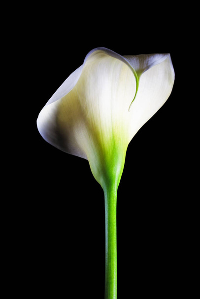 Calla lily flower - vertical shot isloated on black - Foto, Imagem