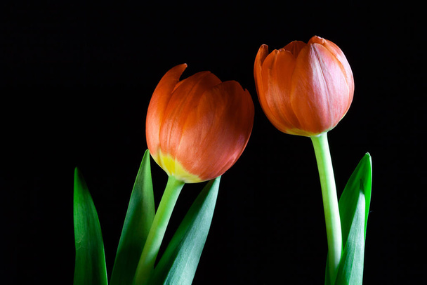 Two orange tulips attracted to each other on black background - relationship concept - Foto, immagini