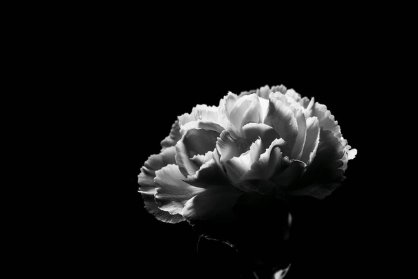 Beautiful White Carnation flower in black and white with copy space - Fotografie, Obrázek